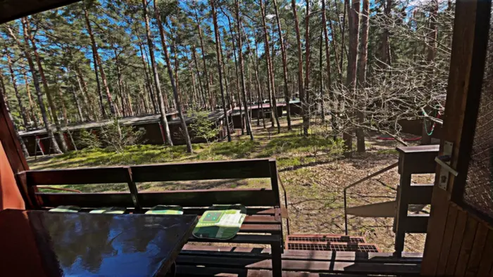 Pohled z verandy chatky do borovicového lesa